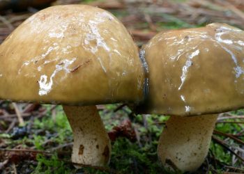 cogumelo chapéu da morte