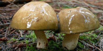 cogumelo chapéu da morte