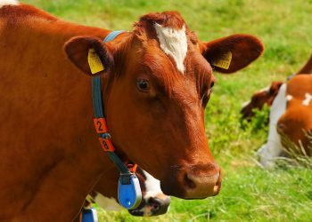 Imagem de Karsten Paulick por Pixabay