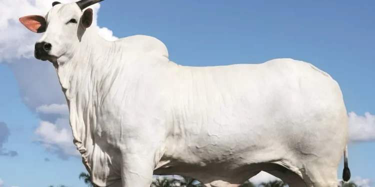 Donna foi vendida por R$ 54 milhões (Foto: SAP Assessoria)