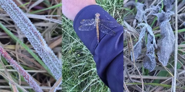 Geada foi registrada em São Joaquim, na Serra de SC, no último dia 5 (Foto: Mycchel Legnaghi/@saojoaquimonline.com.br)