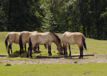 Cavalo-de-Przewalski (Imagem de Vilve Roosioks por Pixabay)