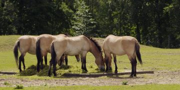 Cavalo-de-Przewalski (Imagem de Vilve Roosioks por Pixabay)