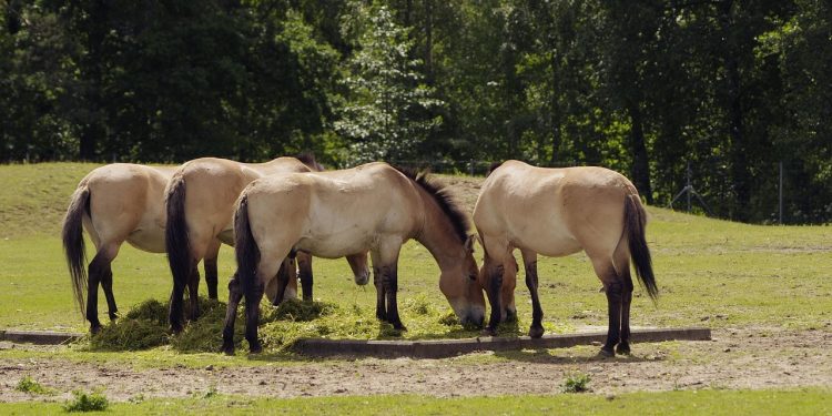Cavalo-de-Przewalski (Imagem de Vilve Roosioks por Pixabay)