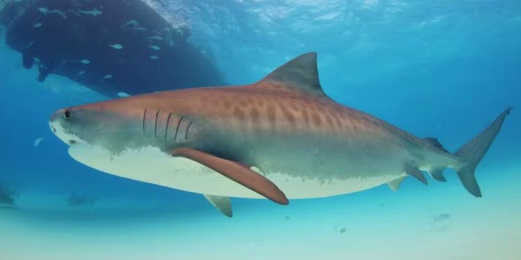 tubarão-tigre