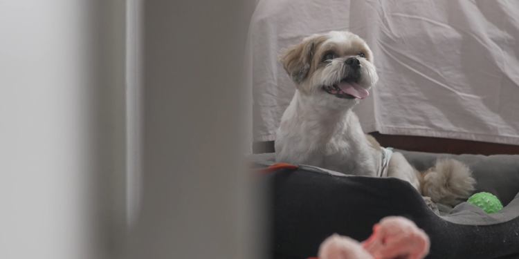 cãozinho testes paralisia