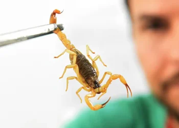 Foto: Divulgação/Ministério da Saúde