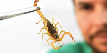 Foto: Divulgação/Ministério da Saúde