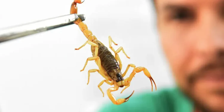 Foto: Divulgação/Ministério da Saúde