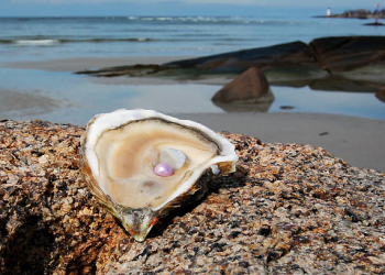 pérola ostra