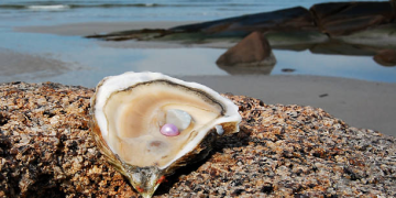 pérola ostra