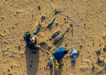 dinossauro brasileiro