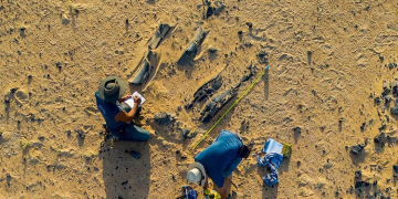 dinossauro brasileiro