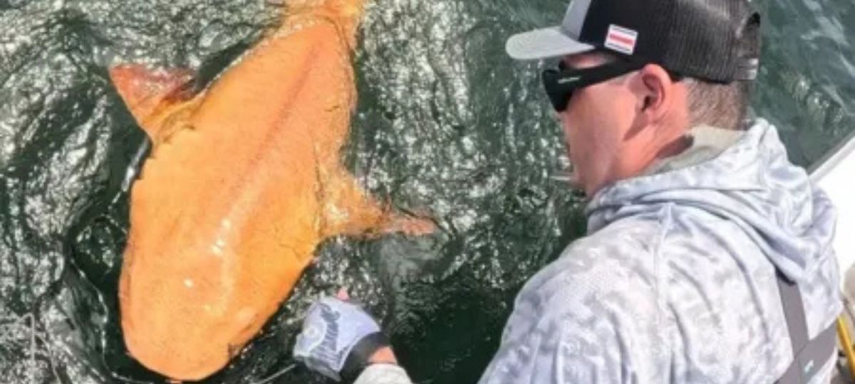 tubarão-lixa laranja