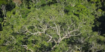 Arvore gigante mata Jequitibá