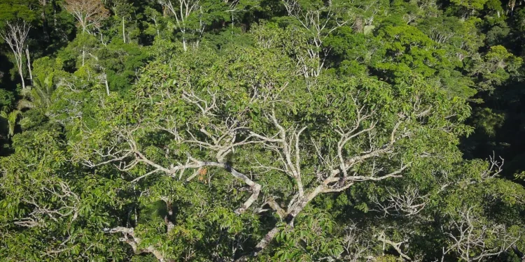 Arvore gigante mata Jequitibá