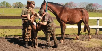 Foto: Kauan da Silva/Coudelaria de Rincão