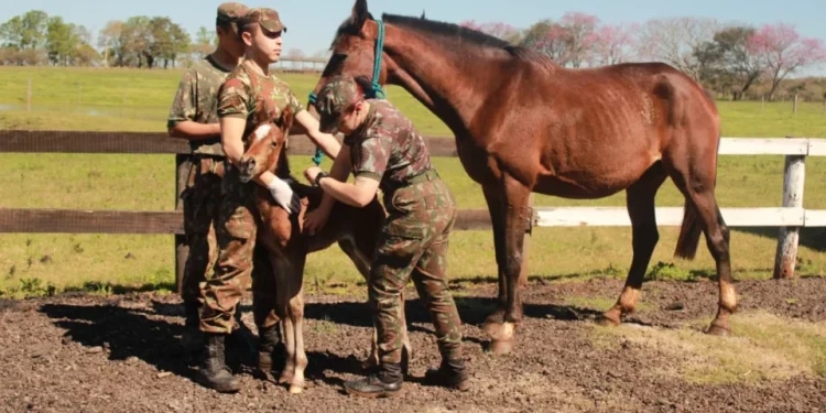 Foto: Kauan da Silva/Coudelaria de Rincão
