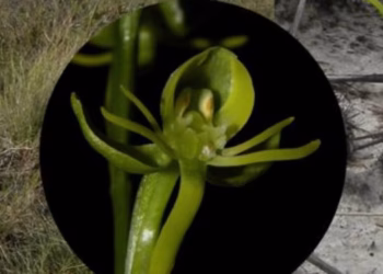 orquídea
