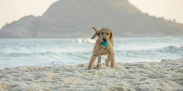 pet na praia