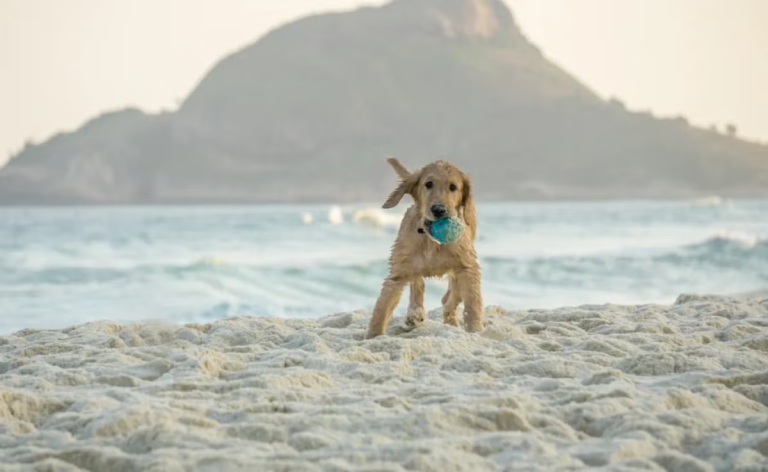 pet na praia