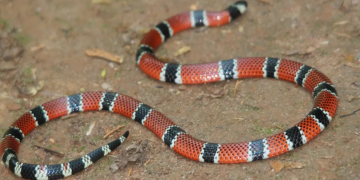 Cobra coral animal venenoso