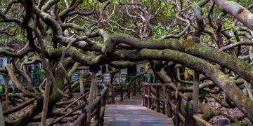 maior cajuzeiro nordeste árvore