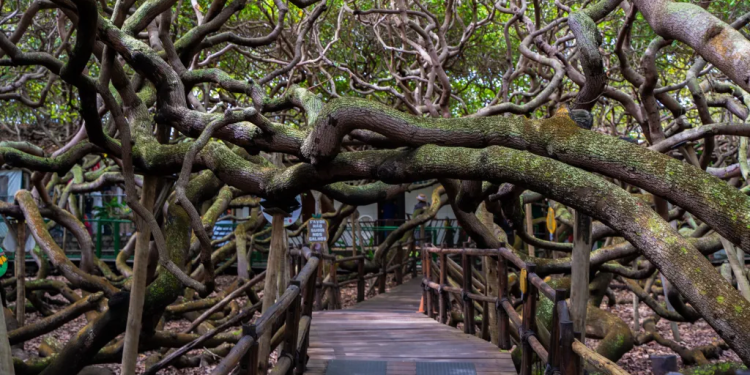 maior cajuzeiro nordeste árvore