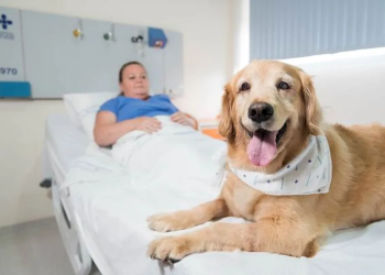 cachorro hospital pet