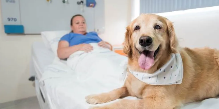 cachorro hospital pet