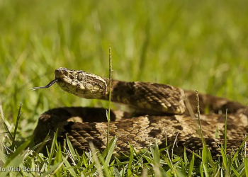 cobras brasil ataque veneno