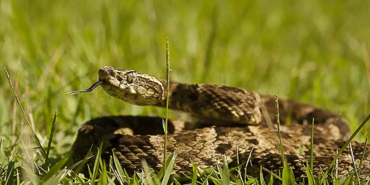 cobras brasil ataque veneno