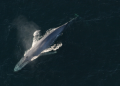 blue whale baleia azul fezes