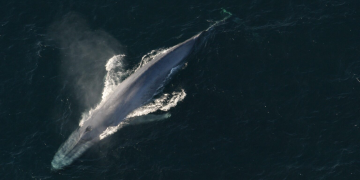 blue whale baleia azul fezes