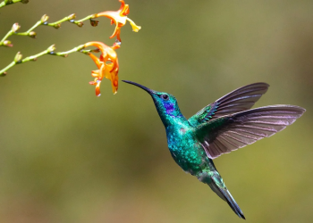 beija-flor passaro casa visita