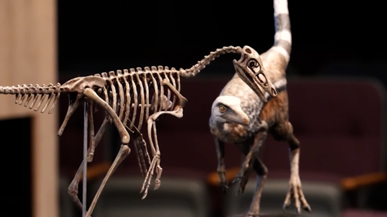 dinossauro brasil