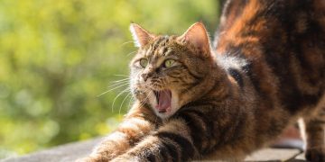 Imagem de Jonathan Sautter por Pixabay