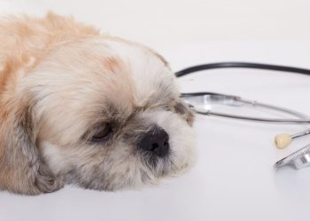 pet doente