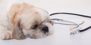 pet doente