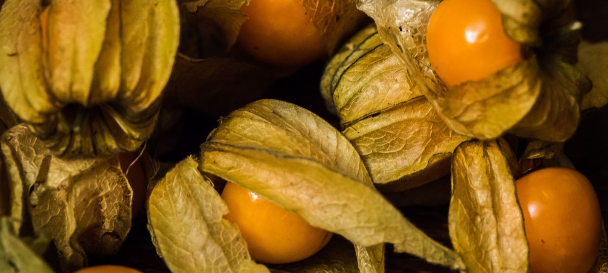 physalis fruta