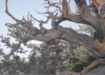 Foto: Reprodução/Youtube