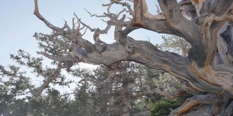 Foto: Reprodução/Youtube