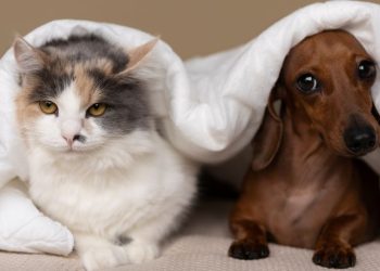 cães e gatos pets