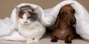 cães e gatos pets