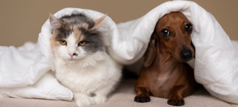cães e gatos pets