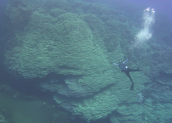 animal natureza antigo mar descoberta