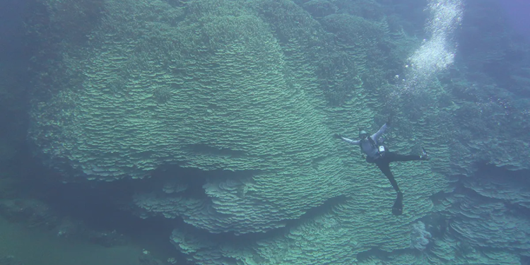 animal natureza antigo mar descoberta