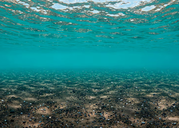 mar animal descoberta