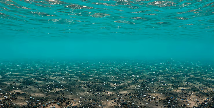 mar animal descoberta