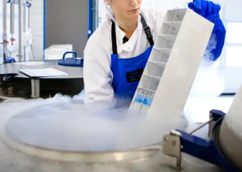 ratos congelados cérebro